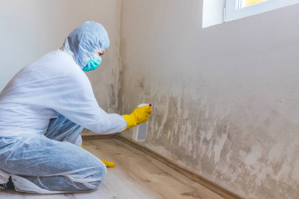 Licensed Mold Remediation service in Riverview, MI - WQB Mold Removal