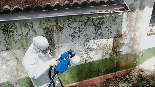 Top rated local Mold Remediation specialists in Riverview, MI